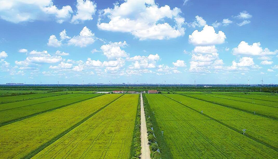 临沂市罗庄区：深挖细找做好高标准农田管理